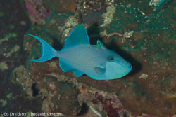 BD-110313-Puerto-Galera-3303-Odonus-niger-(Rüppell.-1836)-[Red-toothed-triggerfish.-Blå-tryckare].jpg